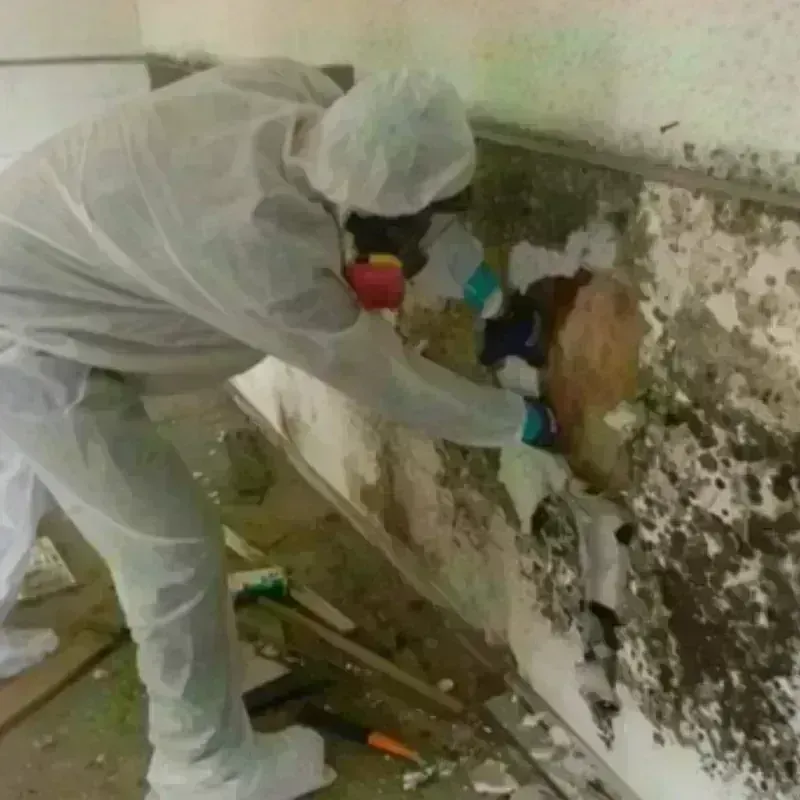 Mold Remediation and Removal in Wytheville, VA